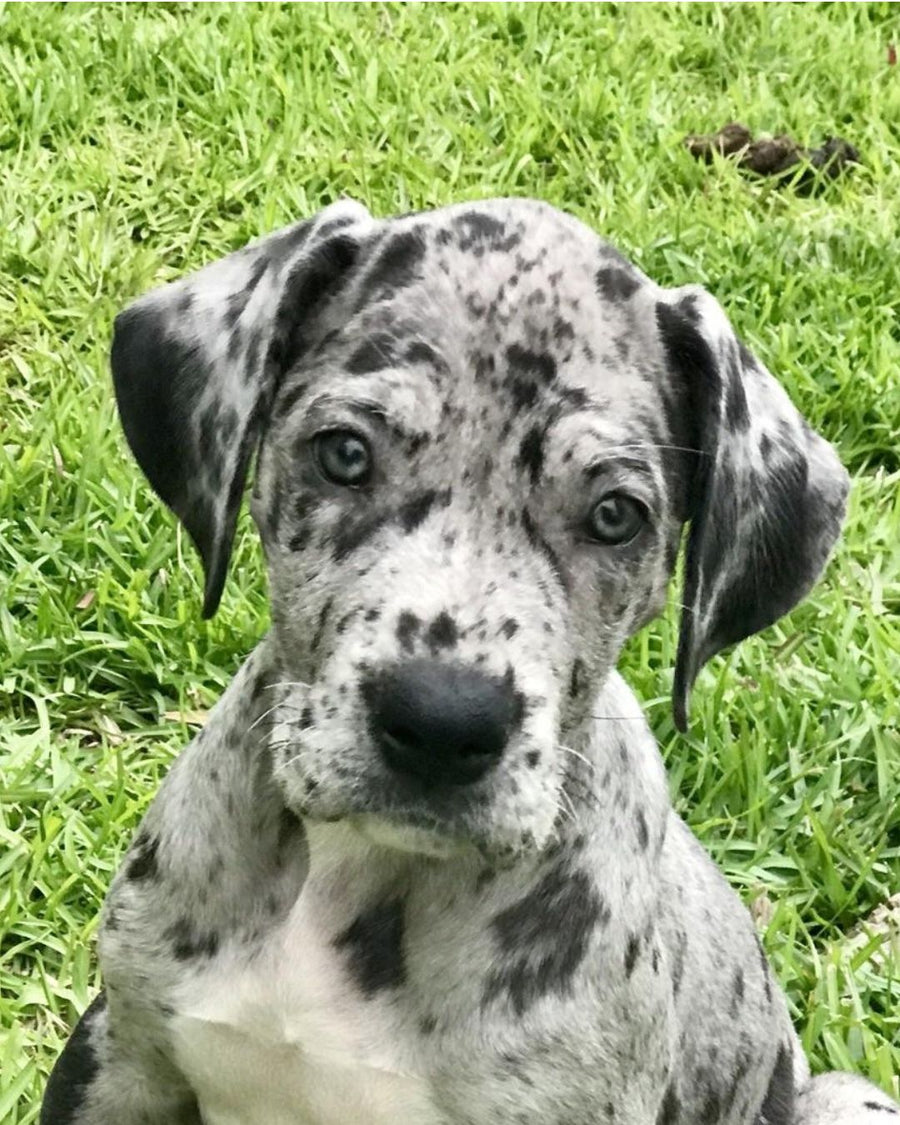 Bruno