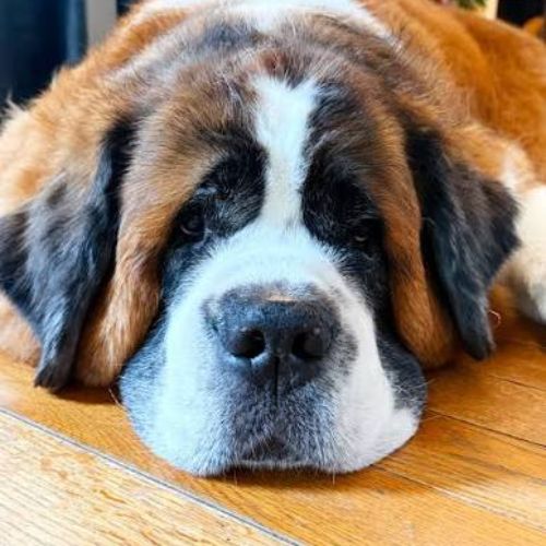 Ludo