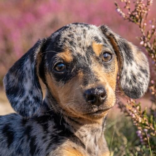 Milo